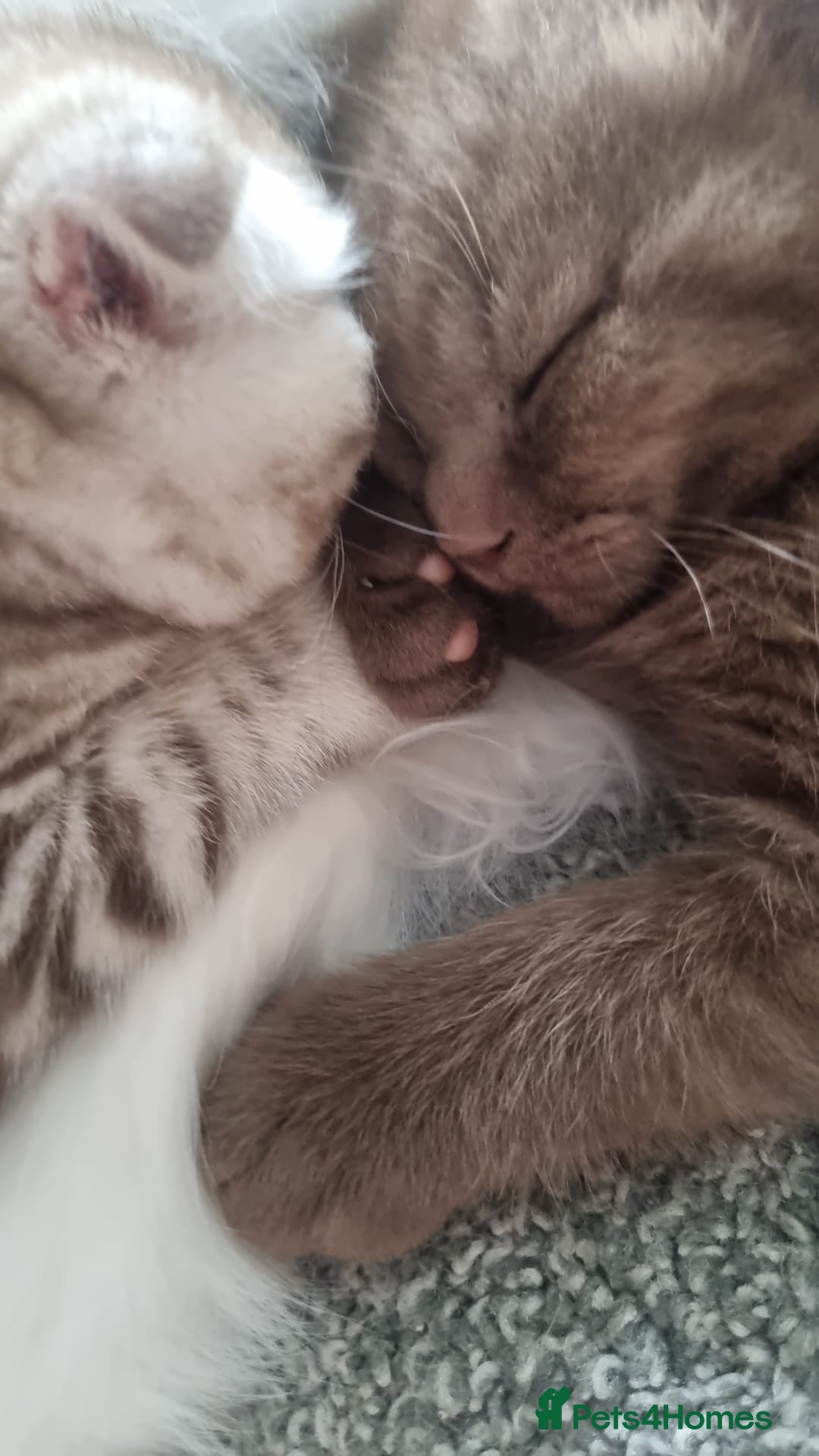 Scottish Fold cats for sale: Stunning TICA Registered Babies - Image 28