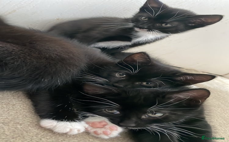 Mixed Breed cats - Advert 2