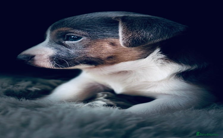 Jack Russell dogs - Advert 1