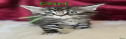 Maine Coon cats for sale: 6 TICA registered Maine Coon kittens. - Advert 19