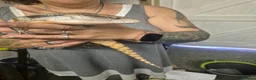 Skink reptiles for sale: Blue tongued skink  - Advert 2