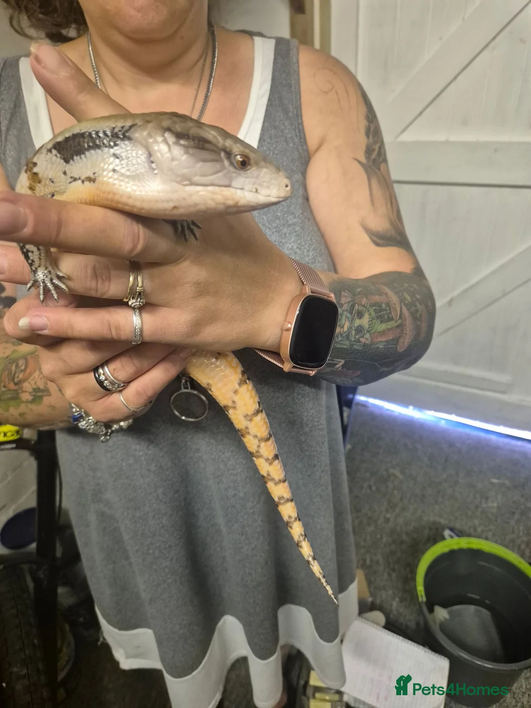 Skink reptiles for sale: Blue tongued skink  - Advert 2