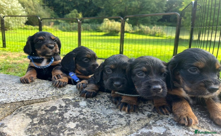 Cocker Spaniel dogs - Advert 2