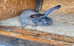 Continental Giant rabbits for sale: Beautiful Continental Giant Male – 1 Year Old  - Advert 3