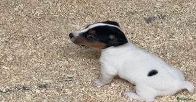 Jack Russell dogs - Advert 13