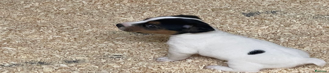 Jack Russell Puppy 3