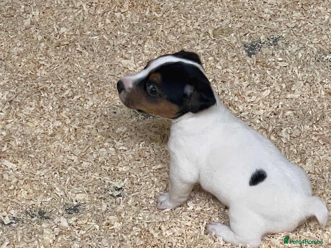 Jack Russell dogs for sale: 5 beautiful Jack Russell puppies for sale  - Image 3