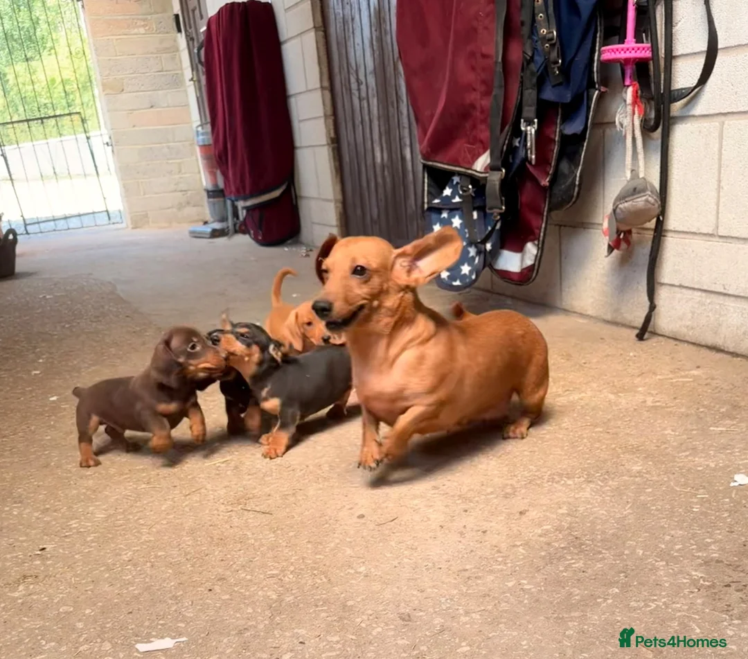 Miniature Dachshund dogs for sale: Pra hereditary clear mini smooth dachshund  - Advert 2