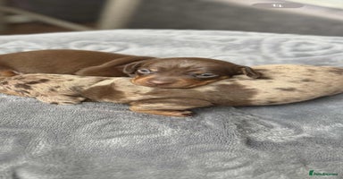 Miniature Dachshund dogs - Advert 2
