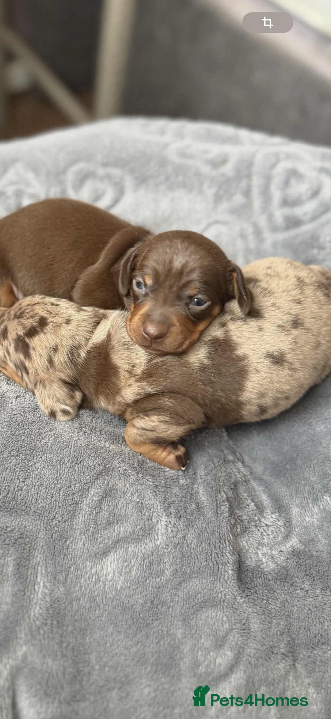 Miniature Dachshund dogs for sale: Adorable Miniature Dachshund Puppies ! 🐾 - Image 2