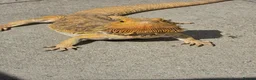 Bearded Dragon reptiles for sale: Bearded dragon - Advert 2