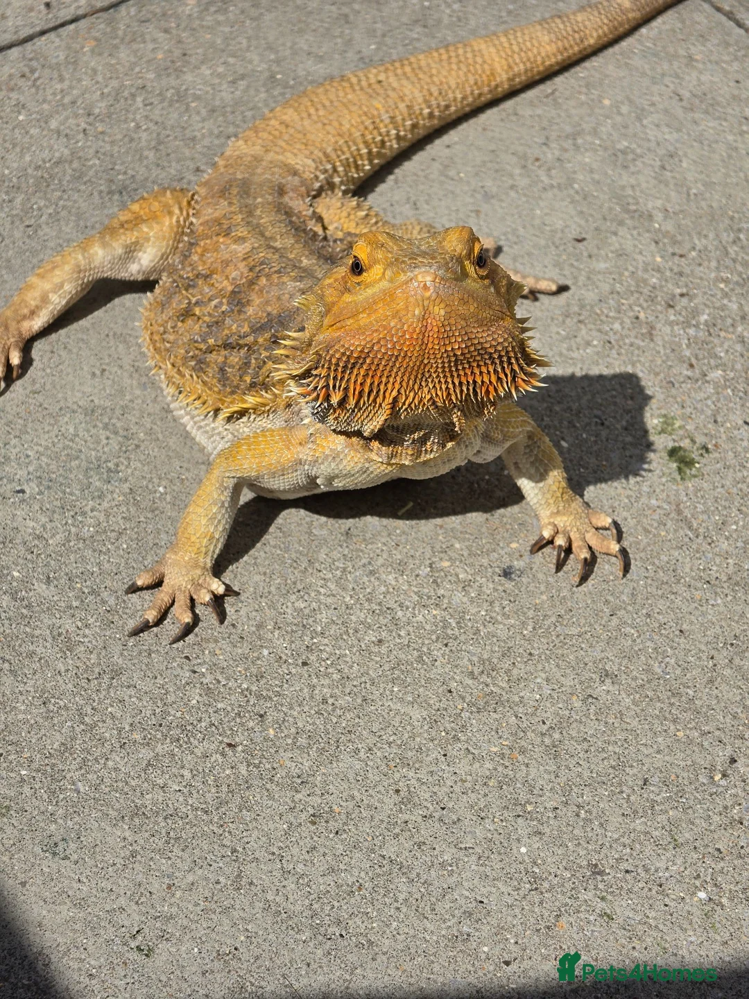 Bearded Dragon reptiles for sale: Bearded dragon - Advert 2
