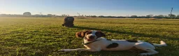 English Springer Spaniel dogs for sale: Rehoming much loved pup in Skegness - Advert 8