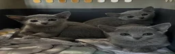 Russian Blue cats for sale: beautiful russian blue kittens - Advert 4