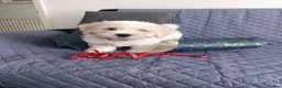 Bichon Frise dogs for sale: Bishon frise - Advert 15