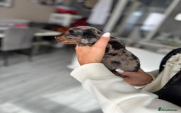 Miniature Dachshund dogs for sale: Miniature long-haired dachshunds - Image 30