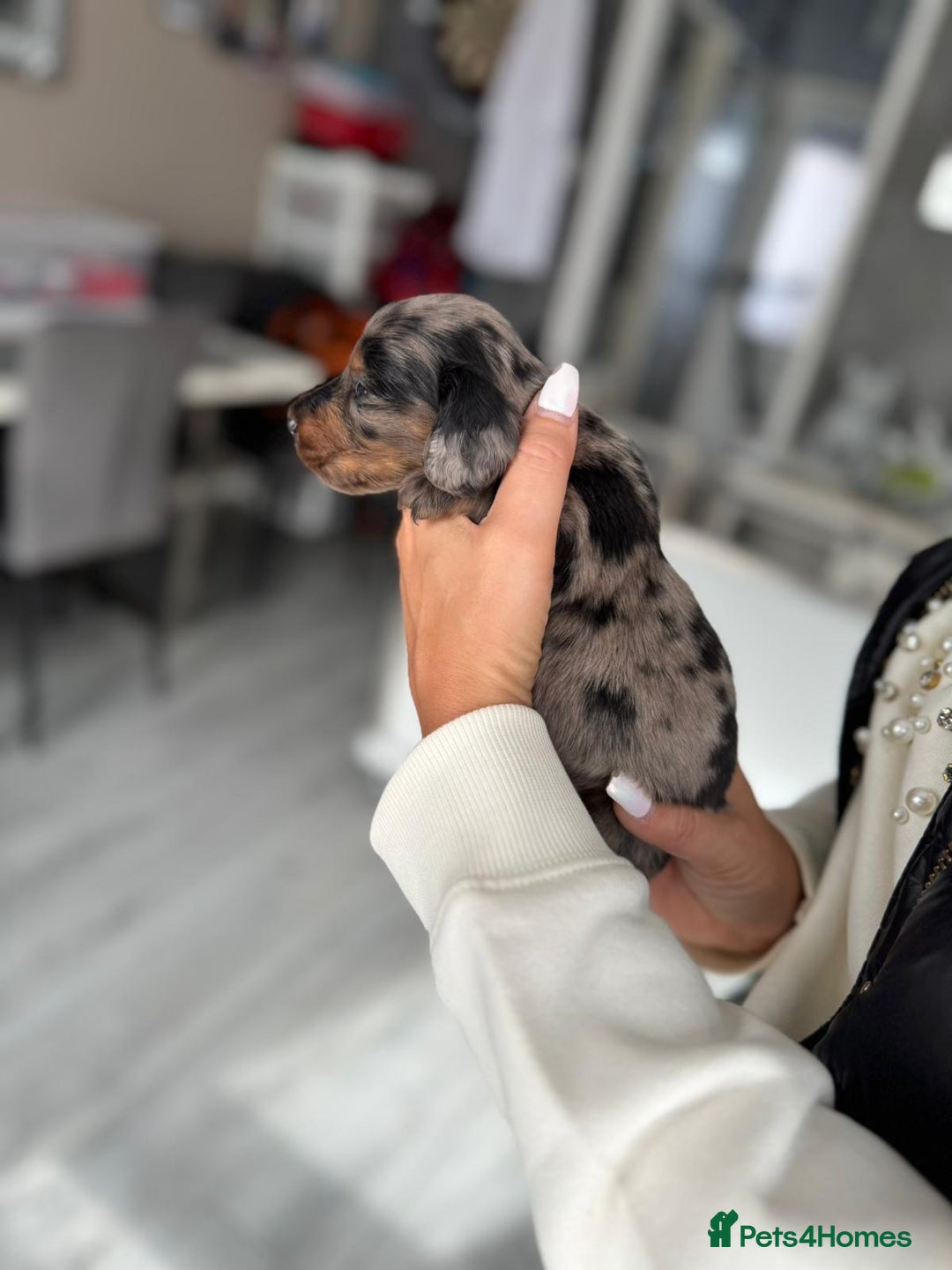 Miniature Dachshund dogs for sale: Miniature long-haired dachshunds - Image 30