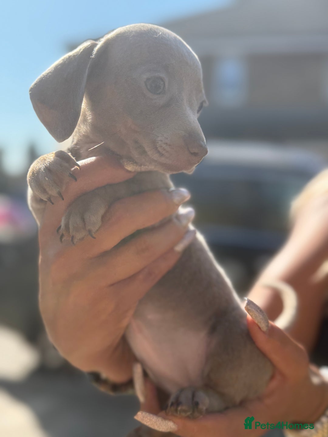 Miniature Dachshund dogs for sale: 7 stunning miniature dachshund puppies - Image 31