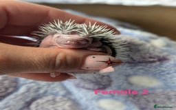 Pygmy Hedgehog rodents for sale: Gorgeous APH hedgehogs  - Image 8