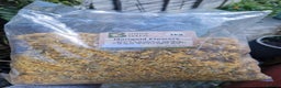 Quail poultry for sale: Ad Edited with more quail- Mealworm farm for quail - Advert 12
