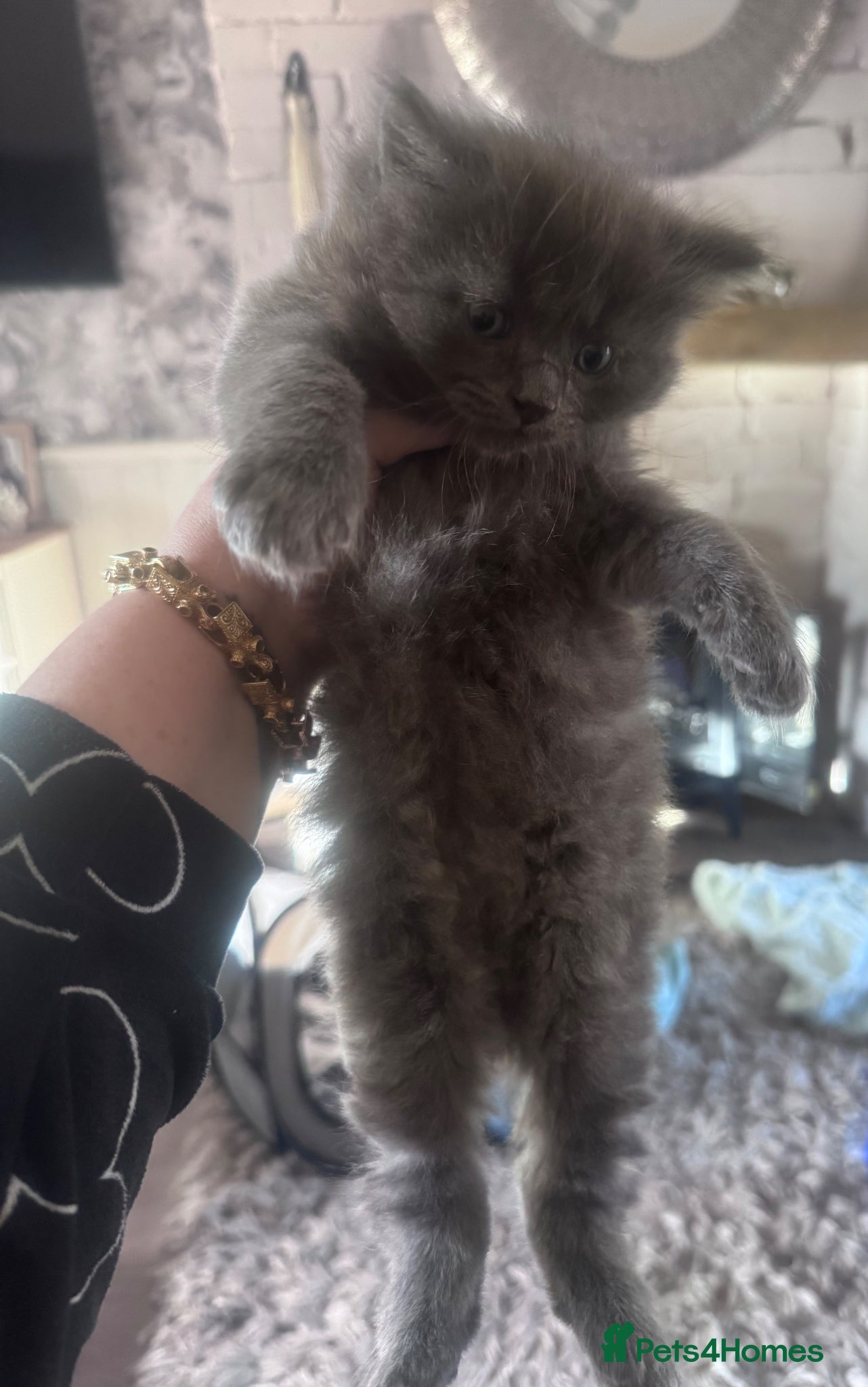 Mixed Breed cats 💎Persian X Maincoon X Nebelung💎 - Advert 2
