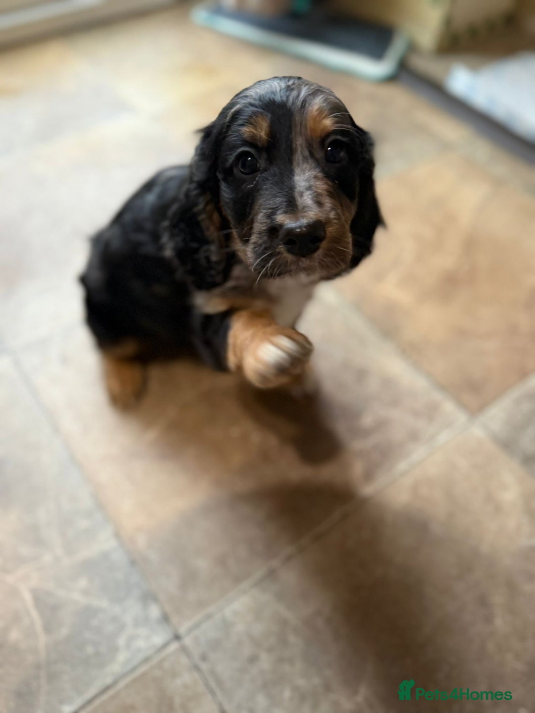 Cockapoo dogs for sale: 2 males 1 female  - Advert 3