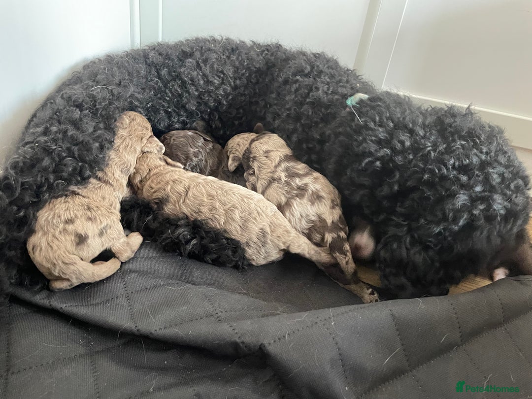Cockapoo dogs for sale: F1bb Cockapoo puppies - Image 12