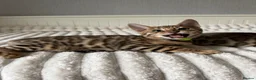 Bengal cats for sale: 🐆 Adorable pedigree Bengal kittens 🐆 - Advert 18