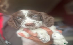 English Springer Spaniel dogs for sale: Stunning DNA Clear KC Springer Spaniel Puppies  - Image 17