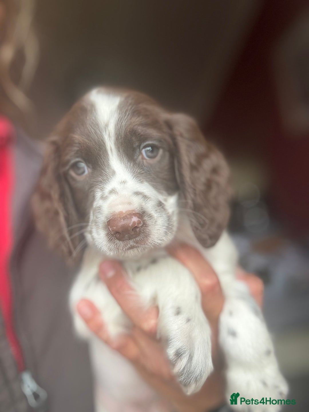 English Springer Spaniel dogs for sale: Stunning DNA Clear KC Springer Spaniel Puppies  - Image 17