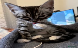 Bengal cats for sale: boys kittens - Image 5