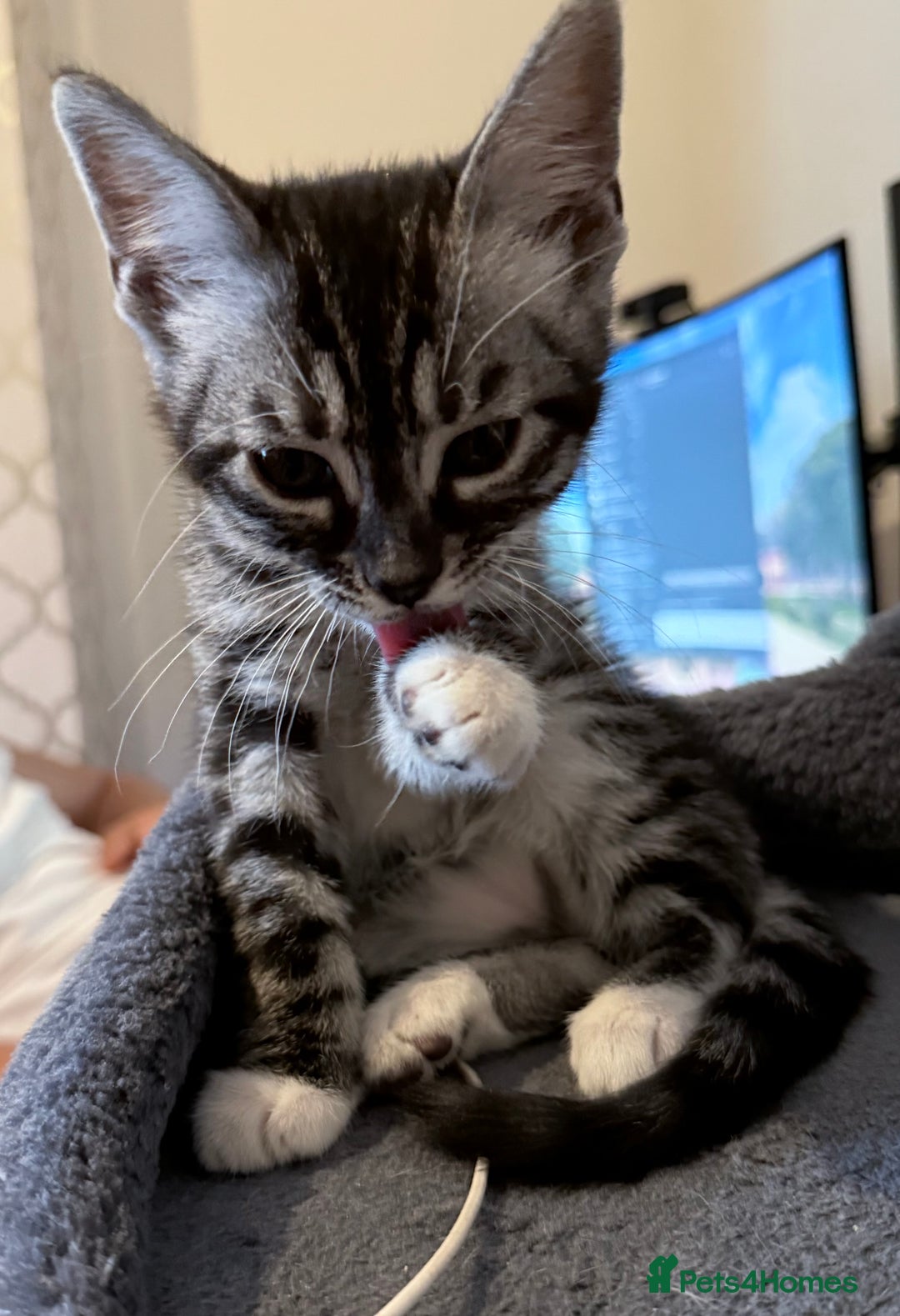 Bengal cats for sale: boys kittens - Image 5