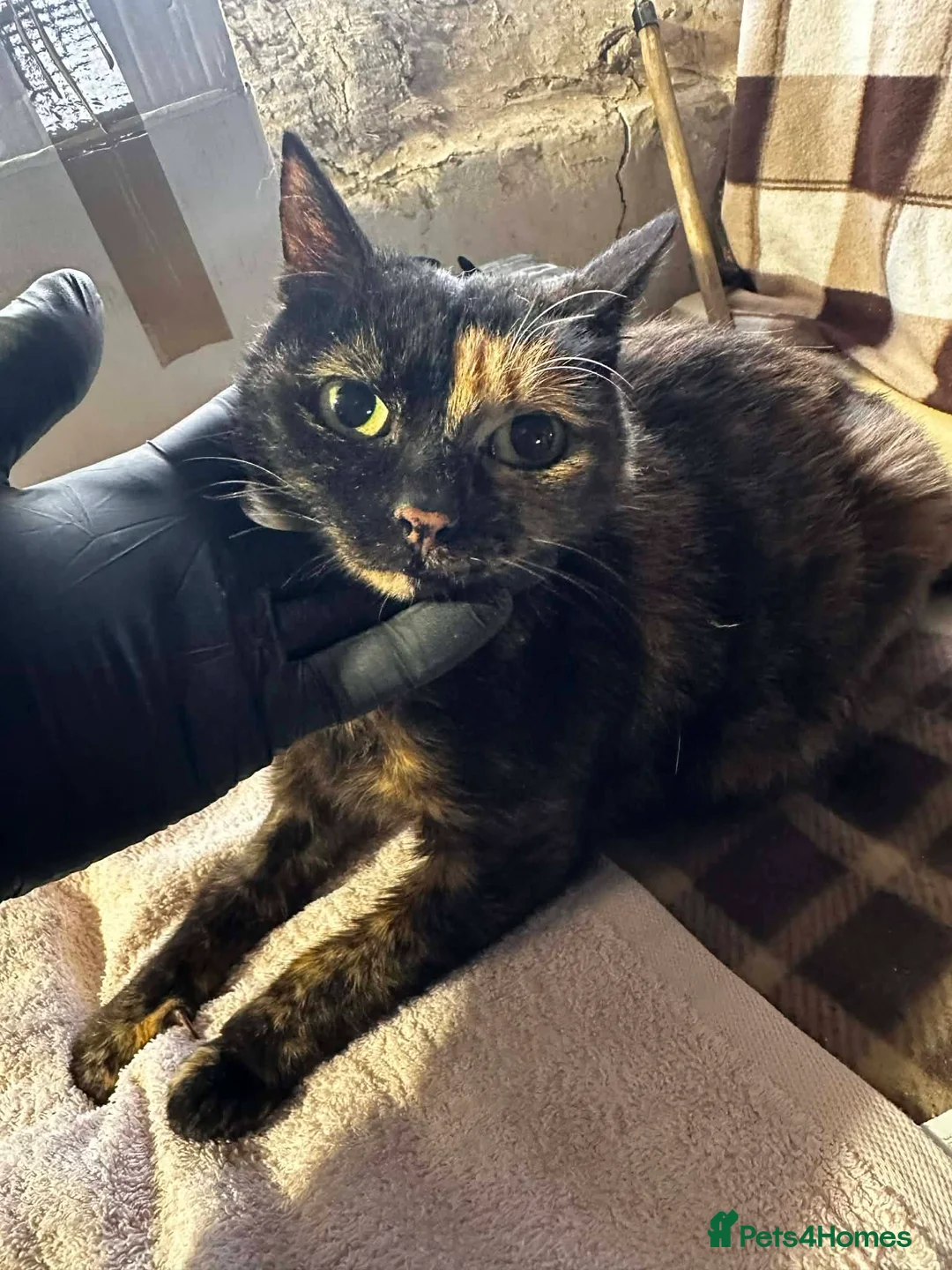 Mixed Breed cats for adoption: Emilie for adoption - Advert 4