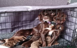 Mixed Breed dogs for sale: Docker  - Image 12
