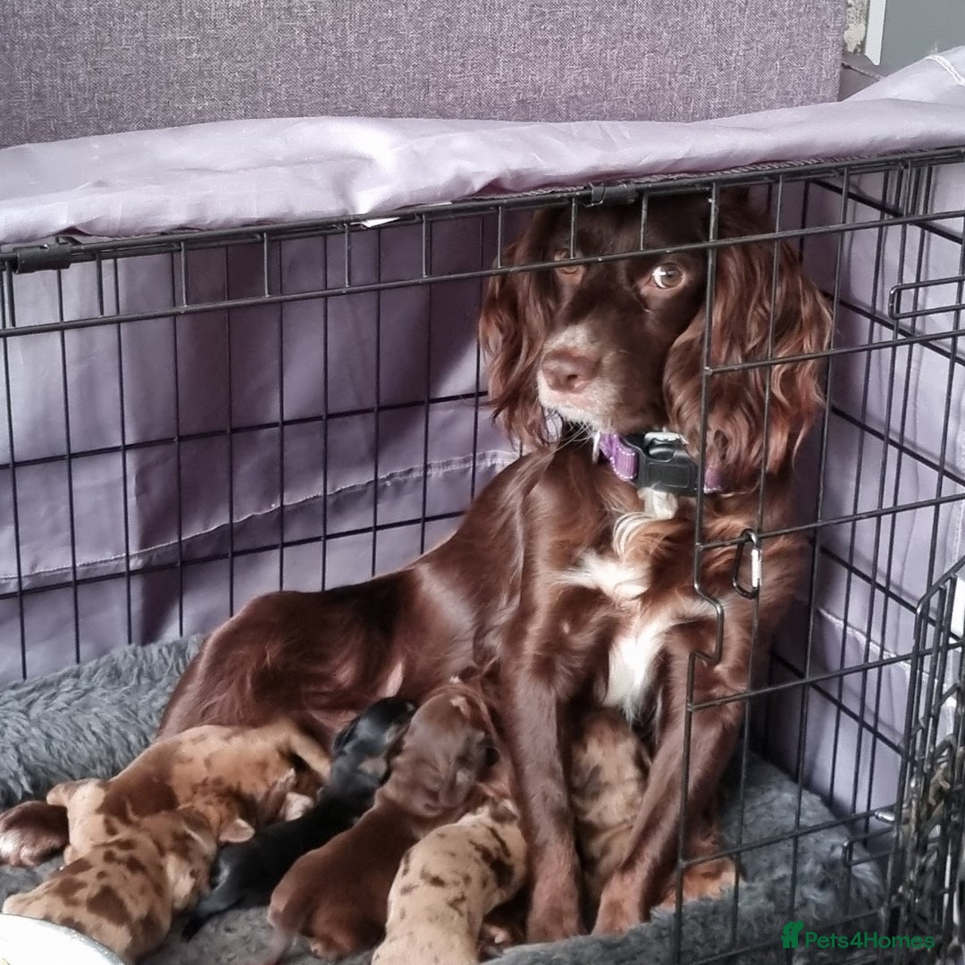 Mixed Breed dogs for sale: Docker  - Image 12