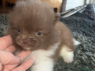 Pomeranian dogs Kc Beautiful chocolate parti poms 🤎🤍 - Advert 13