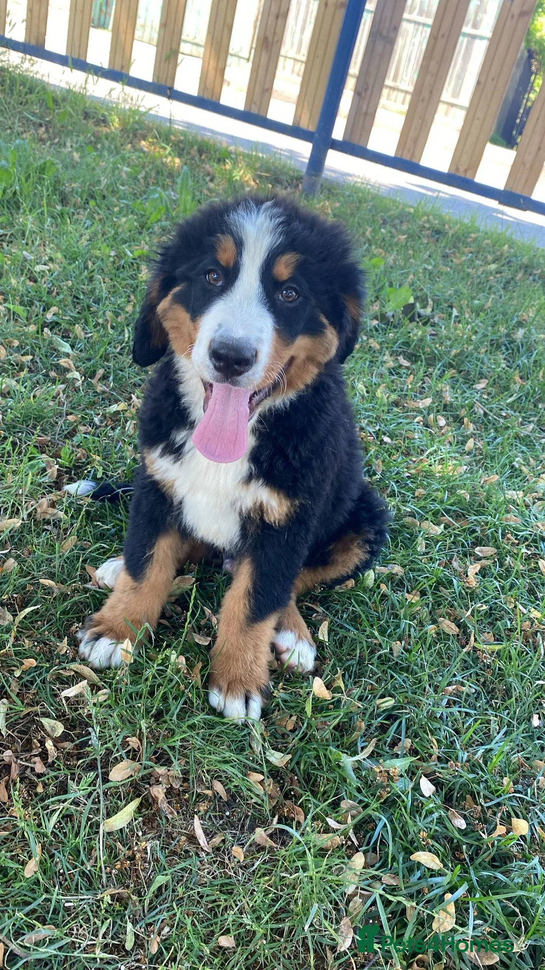 Bernese Mountain Dog dogs for sale: Bernese mountain dog for sale - Advert 11