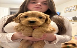 Cavapoo dogs for sale: 1 cavapoo girl ready to go next week - Image 2