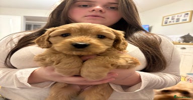 Cavapoo dogs - Advert 7