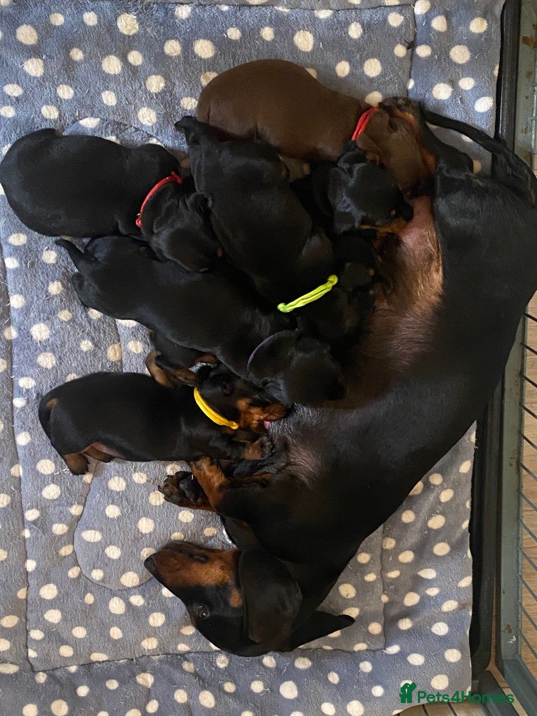 Miniature Dachshund dogs for sale: YOUR FOREVER COMPANION AWAITS  - Image 2