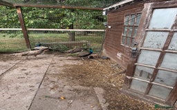 Mixed Breed birds for sale: Indian Blue peacocks  - Image 1