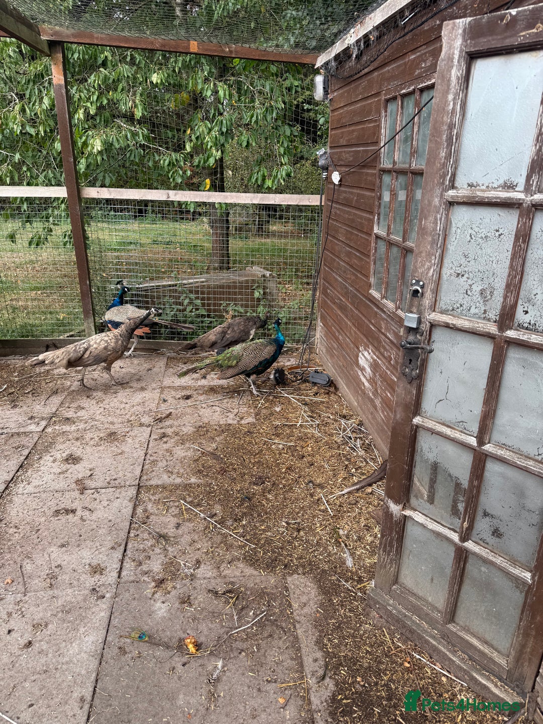 Mixed Breed birds for sale: Indian Blue peacocks  - Image 1