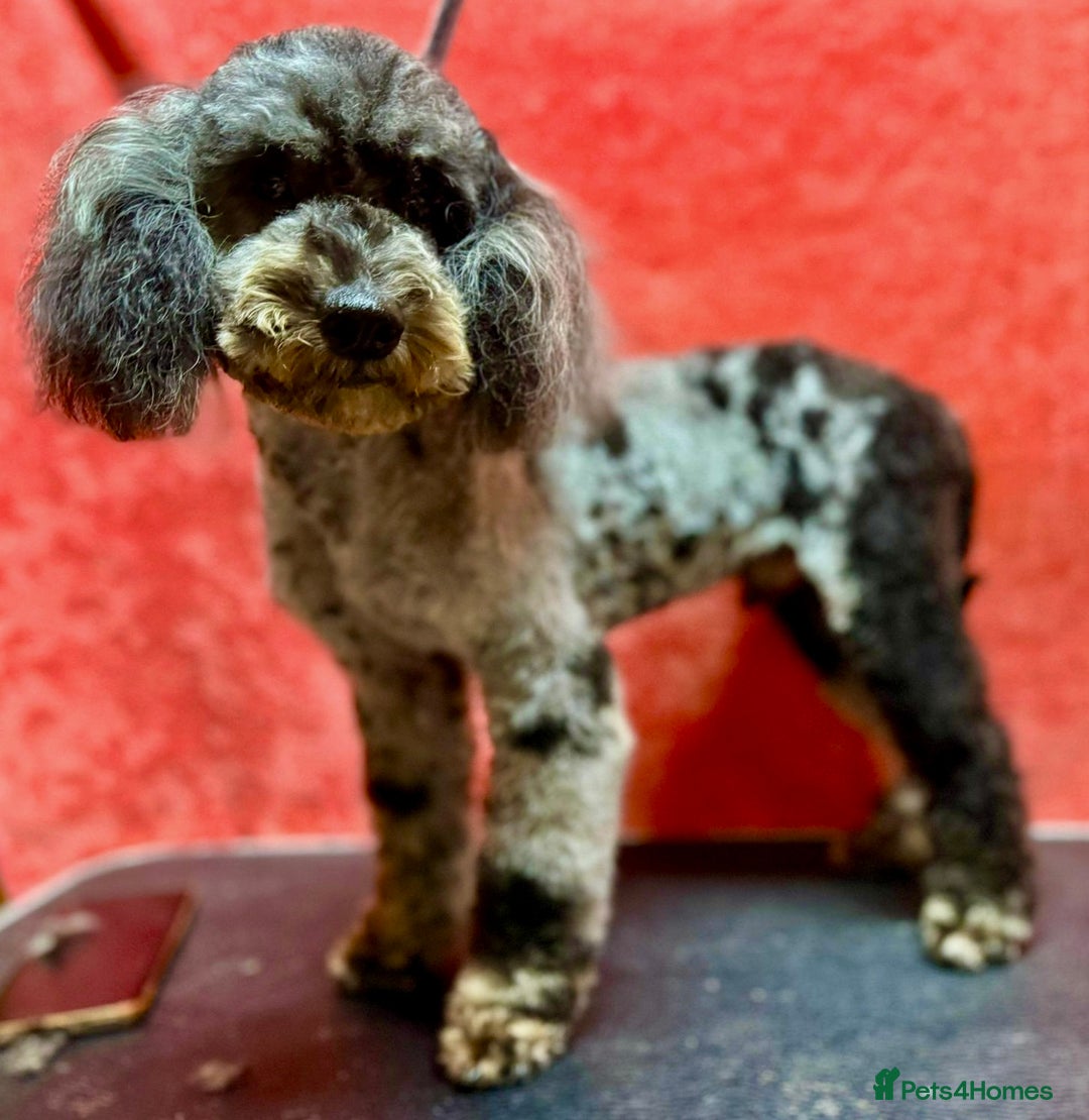 Poodle dogs for adoption: Spots: The Poodle Who Was Left to Die - Image 1
