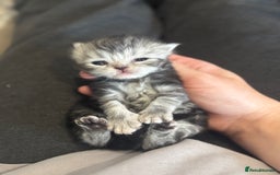 Persian cats for sale: Pure persian kittens - Advert 13