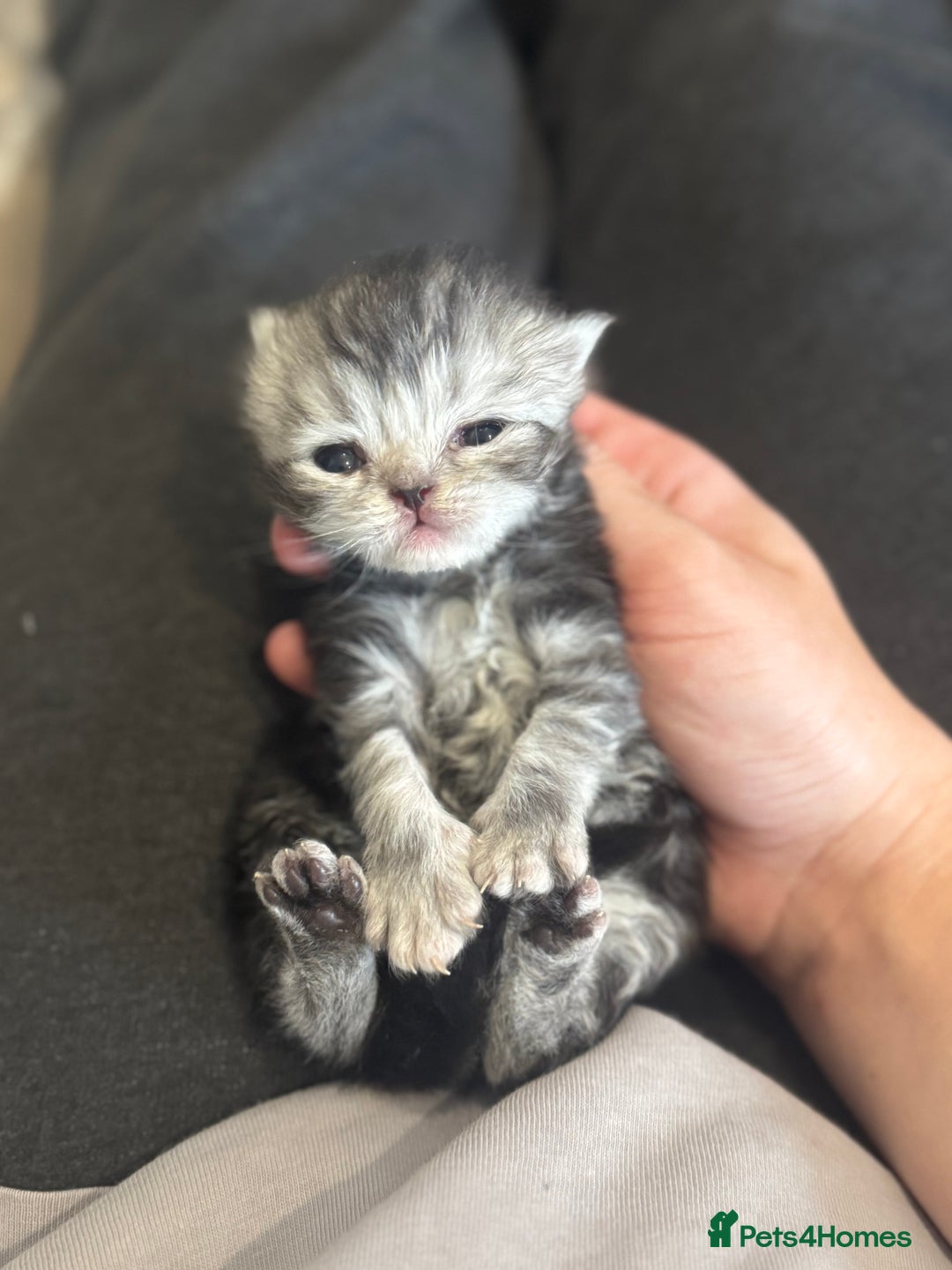 Persian cats for sale: Pure persian kittens - Advert 13