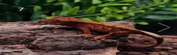 Gecko reptiles for sale: Juvenile Crested Geckos with full Lineage - Advert 26