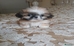 Shih Tzu dogs for sale: Shih tzu puppies - Image 1