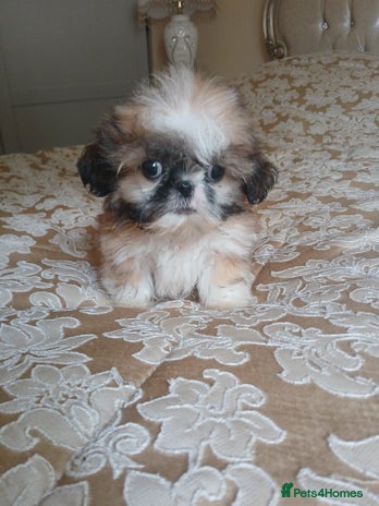 Shih Tzu dogs - Advert 1