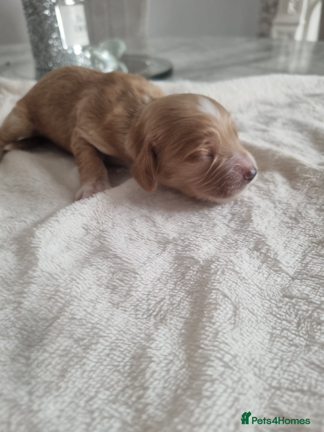Cocker Spaniel dogs for sale: Stunning litter of cocker spaniels  - Image 8