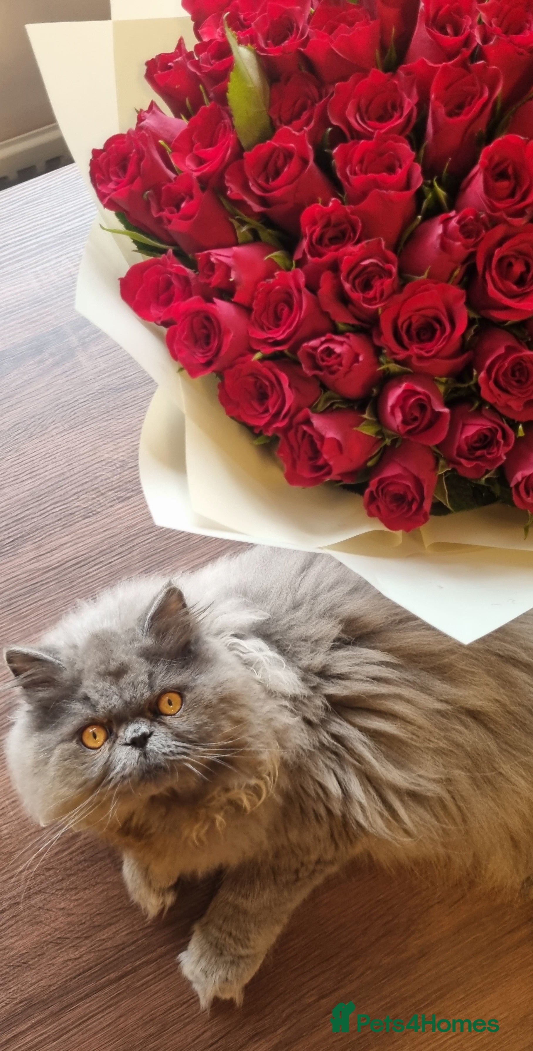 Persian cats Persian  - Advert 2